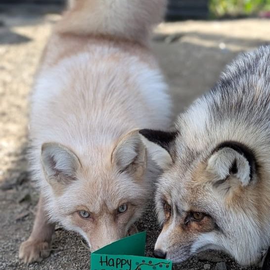 two red foxes sniffing at a piece of green construction paper that says “happy”