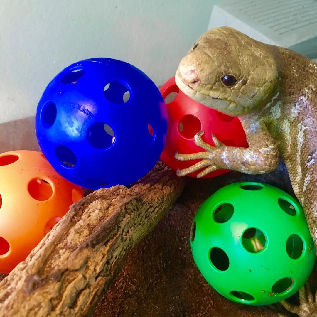 greenish skink face playing with plastic balls in multiple colors