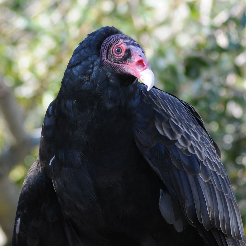 close up of vulture agains leafy backdrop