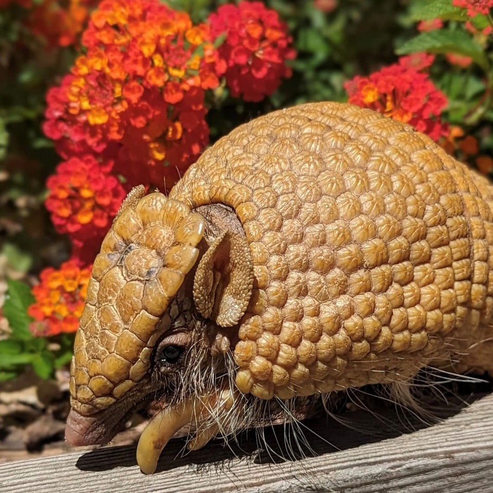 golden-colored armadillo on weathered wood against a bakcground of red flowers