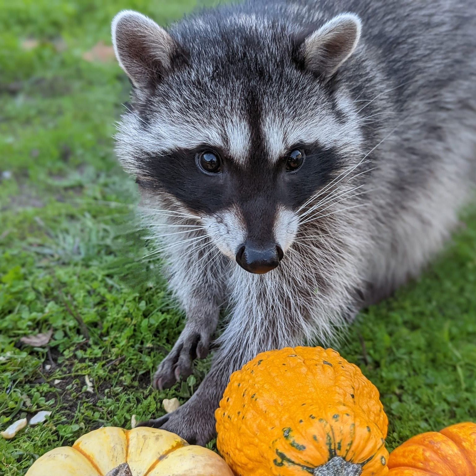 raccoon on grass playing with bright orange halloween squash