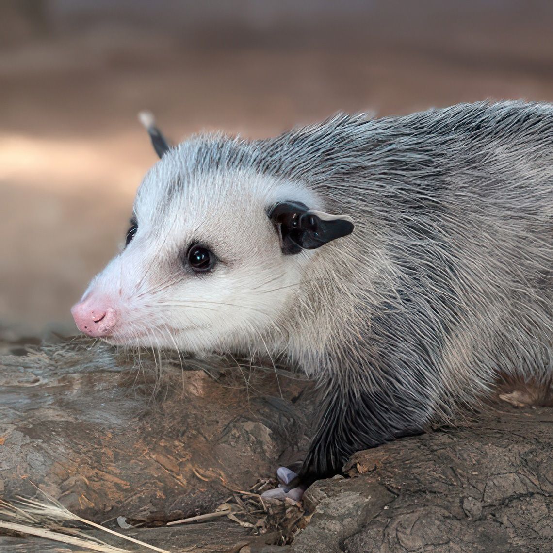 opossum walking on brown tree bark