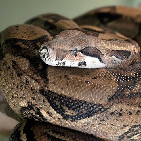 close up of boas constricotr (snake) with a two-tone brown pattern