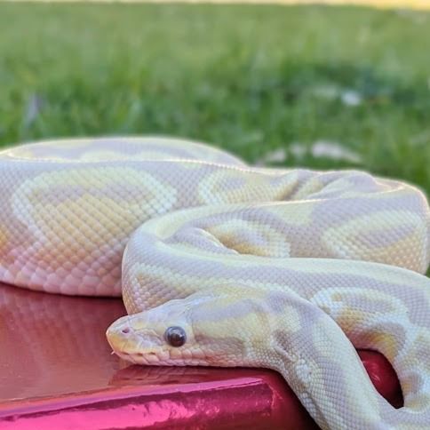 pale tan and yellow snake on a table covered in a shiny red fabric