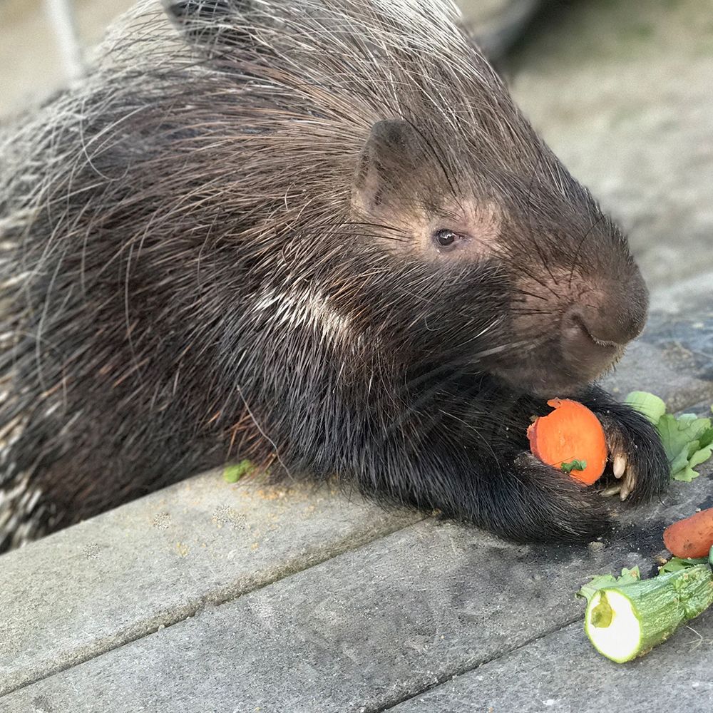 Large porcupine at a bench eating a carrot slice