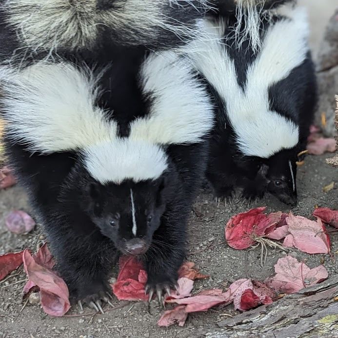 two skunks playing amid red autumn leaves