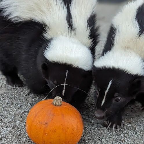 Two skunks sniffing a tiny pumpkin