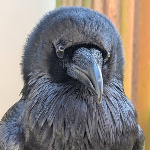 close up three-quarter view of raven’s face